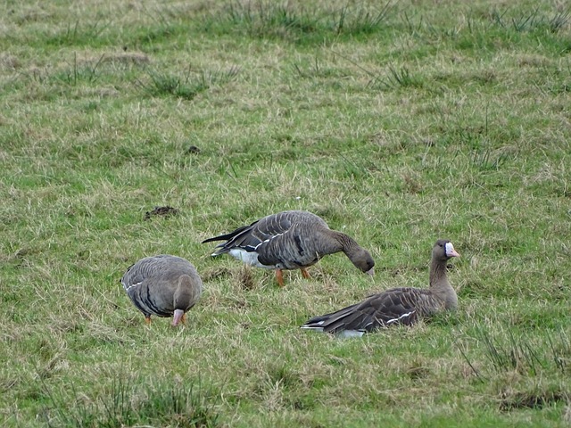 这种运动所 这种运动所